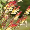 Mina - Mina lobata