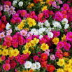 Portulaka