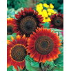 Słonecznik Abendsonne - czerwonobrązowy