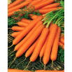 Marchew Amsterdam 3 - 100 gram