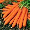 Marchew Amsterdam 3 - 100 gram