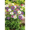 Aster alpejski - mieszanka