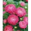 Aster peoniowy - różowy