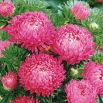 Aster peoniowy - różowy