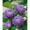 Aster peoniowy - niebieski