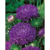 Aster peoniowy - fioletowy