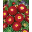 Aster pomponowy - czerwony
