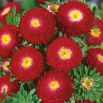 Aster pomponowy - czerwony