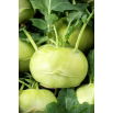 Kalarepa Wener Witte