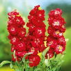 Lewkonia letnia Excelsior Pacific crimson