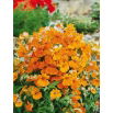 Nemezja powabna Orange Prince