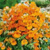 Nemezja powabna Orange Prince