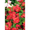 Begonia stale kwitnąca - czerwona