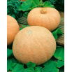 Dynia olbrzymia Melonowa Żółta - 100 gram