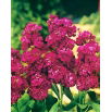 Lewkonia letnia Excelsior Pacific crimson