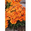 Nemezja powabna Orange Prince