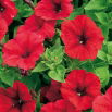 Petunia ogrodowa - Kaskada czerwona - Superkaskadia
