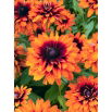 Rudbekia dwubarwna Cherokee Sunset