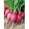 Rzodkiewka Jutrzenka - różowa