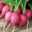 Rzodkiewka Jutrzenka - różowa