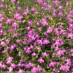 Lobelia zwisła karminowoczerwona