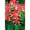 Szałwia błyszcząca White RED Bicolour