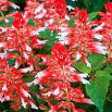 Szałwia błyszcząca White RED Bicolour