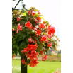 Begonia zwisająca - pomarańczowa - 2 szt.