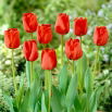 Tulipan Apeldorn - 5 szt.