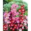 Penstemon Hartwego - mieszanka kolorów