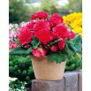 Begonia strzępiasta - różowa - 2 szt.