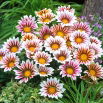 Gazania BIG KISS F2 White Flame