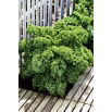 Jarmuż Dwarf Green Curled - zielony