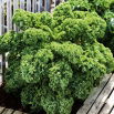 Jarmuż Dwarf Green Curled - zielony