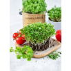 Microgreens - Kolendra siewna - młode listki o unikalnym smaku