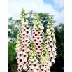 Naparstnica purpurowa Pam's Choice