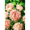 Aster peoniowy Janina - łososiowy