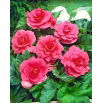 Begonia pełna - różowa - 2 szt.