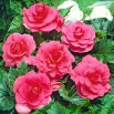 Begonia pełna - różowa - 2 szt.