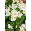 Begonia stale kwitnąca - biała