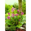 Bergenia sercowata