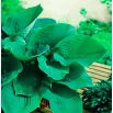 Funkia - Hosta Elegans