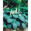 Funkia - Hosta Elegans