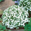 Lobelia White Lady - biała