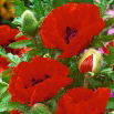 Mak wschodni - Papaver orientale - 1 szt.