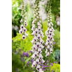Naparstnica purpurowa Pam's Choice