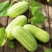Ogórek melonowy Carosello Barese