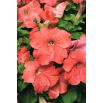 Petunia ogrodowa - Kaskada łososiowa
