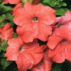 Petunia ogrodowa - Kaskada łososiowa