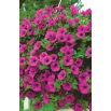 Petunia ogrodowa - Kaskada purpurowa